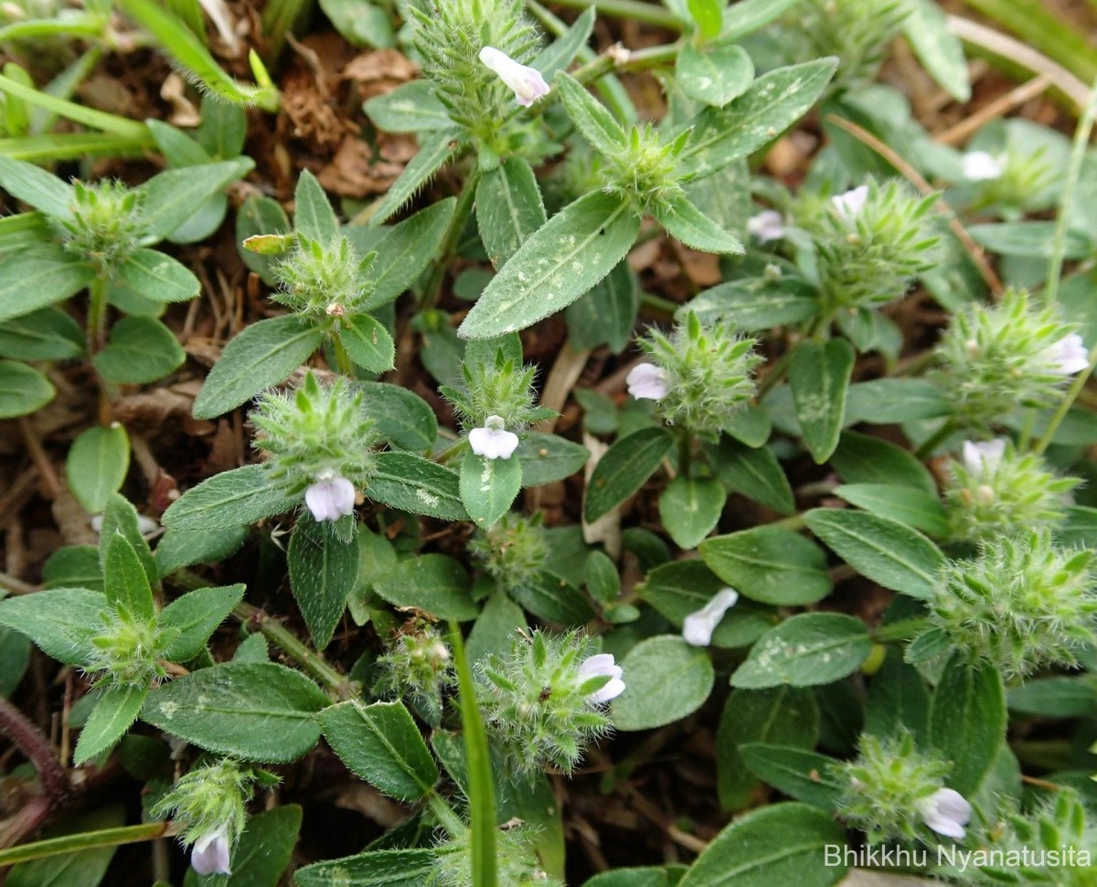 Rostellularia procumbens (L.) Nees